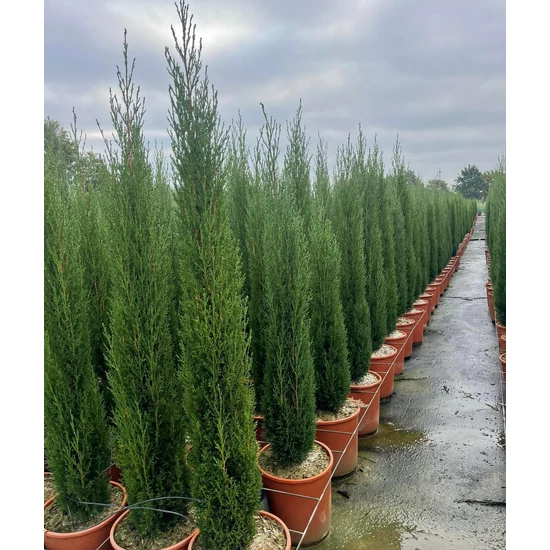 Európai ciprus   CUPRESSUS SEMPERVIRENS TOTEM 100/120 K9