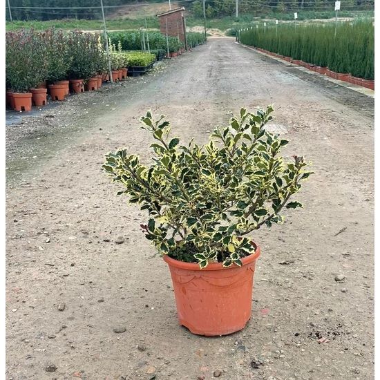 Közönséges magyal   ILEX AQUIFOLIUM ARGENTEOMARGINATA 40/60 K10