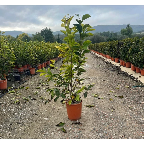 Nagyvirágú liliomfa   MAGNOLIA SOULANGEANA 80/100 K10