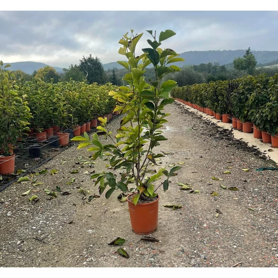 Nagyvirágú liliomfa  MAGNOLIA SOULANGEANA NIGRA 80/100 K10