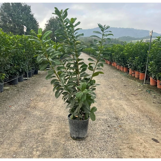 Közönséges babérmeggy  PRUNUS LAUROCERASUS NOVITA 120/140 K10