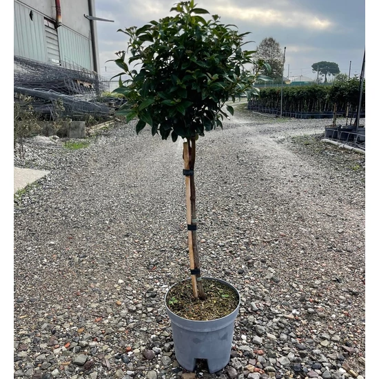 Téli bangita  VIBURNUM TINUS T1/4 K7