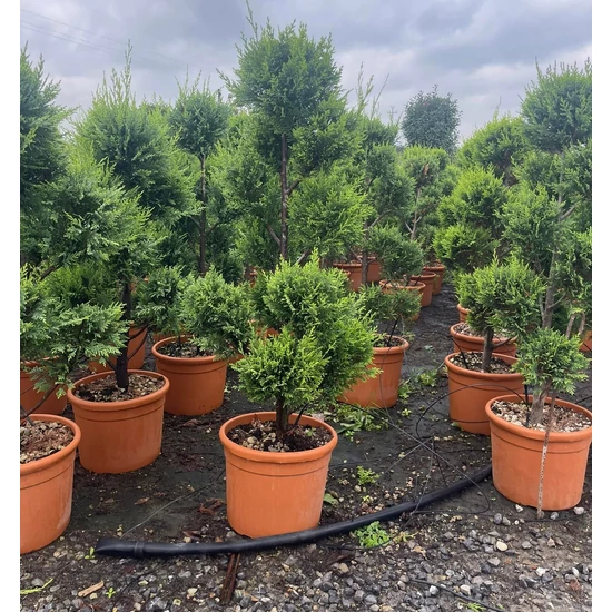 Arany lombú leyland ciprus CUPRESSOCYPARIS LEYLANDII CASTLEWELLAN GOLD POM-PON 80/+ K12