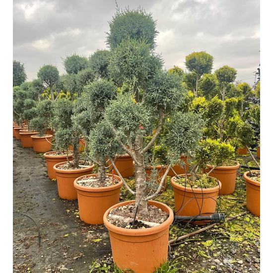 Oszlopos, kék arizoniai ciprus CUPRESSUS ARIZONICA FASTIGIATA POM-PON 80/+ K12