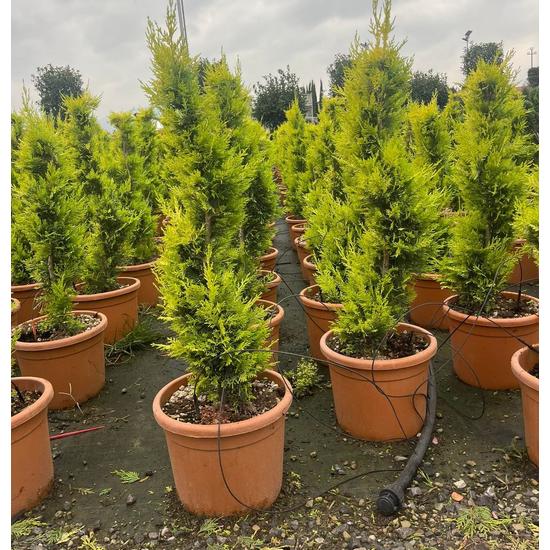 Arany lombú leyland ciprus CUPRESSOCYPARIS LEYLANDII GOLD RIDER SPIRÁL 80/+ K12