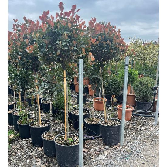 Örökzöld korallberkenye  PHOTINIA FRASERI LITTLE RED ROBIN T80 K18