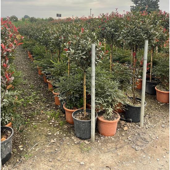 Örökzöld korallberkenye   PHOTINIA FRASERI COMPACTA T70 K18