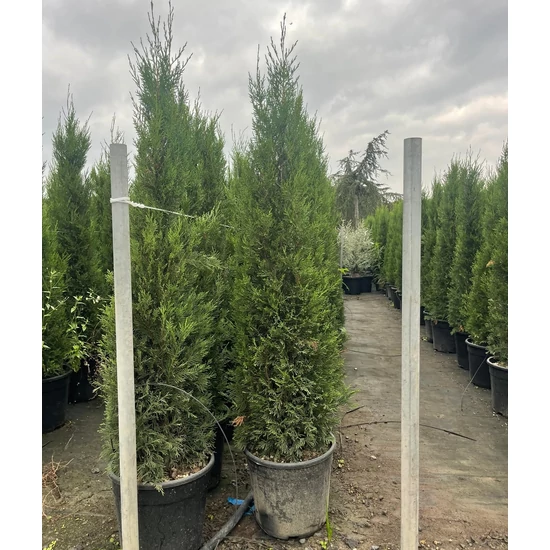 Leyland ciprus   CUPRESSOCYPARIS LEYLANDII PYRAMIDALIS 120/140 K18