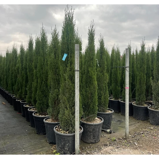 Európai ciprus   CUPRESSUS SEMPERVIRENS TOTEM 100/120 K18