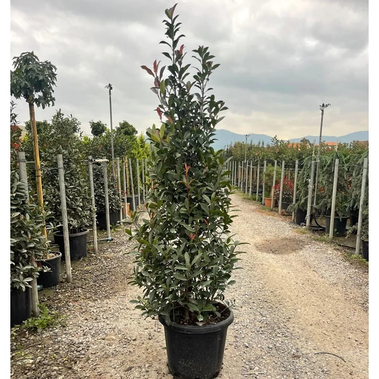 Örökzöld korallberkenye   PHOTINIA FRASERI COMPACTA KÚP 120/140 K25
