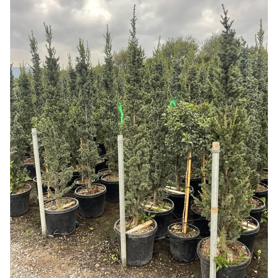 Oszlopos libanoni cédrus  CEDRUS LIBANI FASTIGIATA 120/140 K30