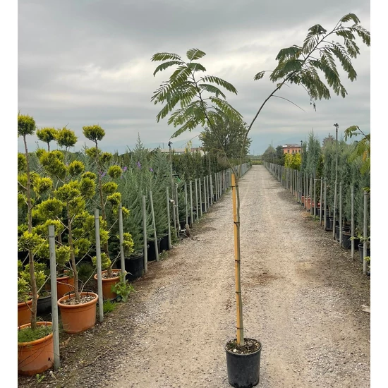 Selyemakác    ALBIZIA JULIBRISSIN OMBRELLA 180/200 K12