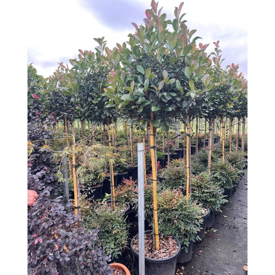 Örökzöld korallberkenye   PHOTINIA FRASERI RED ROBIN T80 K30