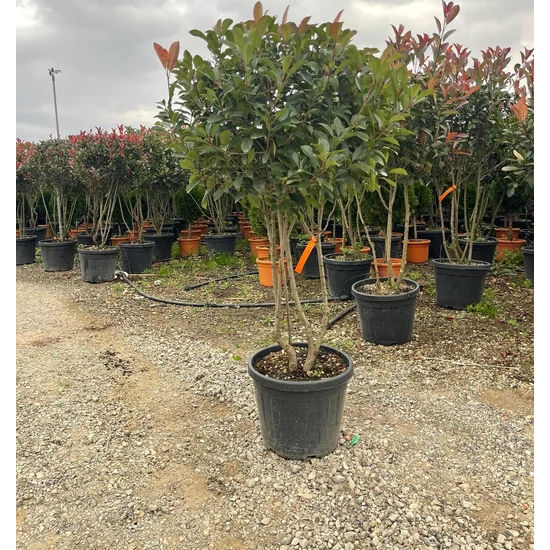 Örökzöld korallberkenye   PHOTINIA FRASERI RED ROBIN TÖBBTÖRZSES 150/+ K35
