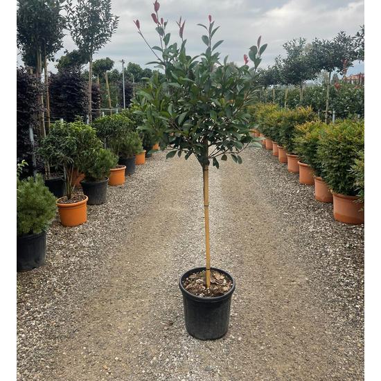 Örökzöld korallberkenye PHOTINIA FRASERI RED ROBIN T80 K20