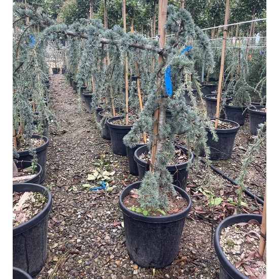 Kék csüngő atlasz cédrus CEDRUS ATLANTICA GLAUCA PENDULA 100/120 K25