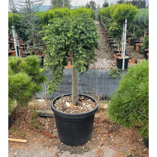 Fövenyboróka   JUNIPERUS CONFERTA BLUE PACIFIC T70 K45