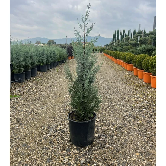 Oszlopos, kék arizoniai ciprus CUPRESSUS ARIZONICA FASTIGIATA 80/100 K9