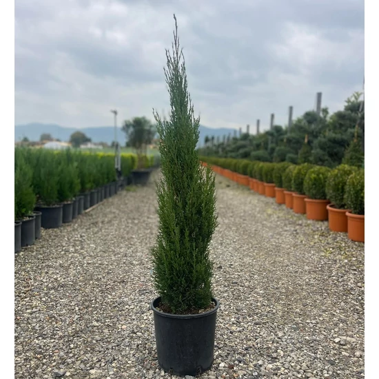 Európai ciprus   CUPRESSUS SEMPERVIRENS TOTEM 80/100 K9
