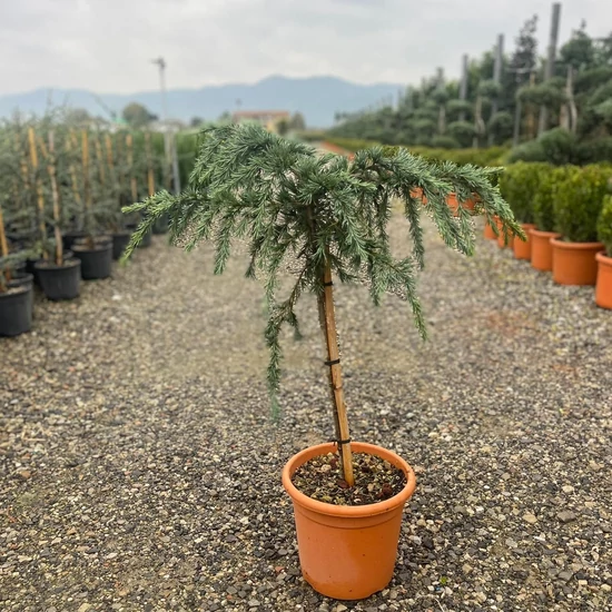Kék terülő himalájai cédrus CEDRUS DEODARA FEELIN BLUE T50 K9