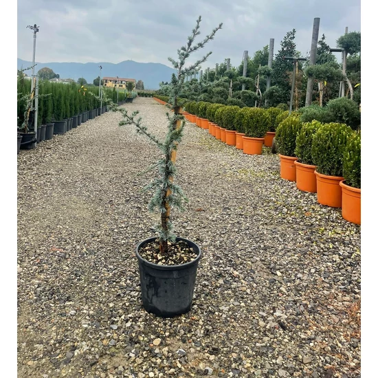 Atlasz cédrus   CEDRUS ATLANTICA GLAUCA 80/+ K7,5