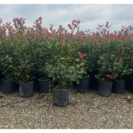 Örökzöld korallberkenye  PHOTINIA FRASERI RED ROBIN 80/100 K9