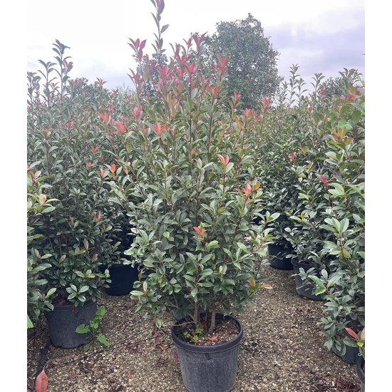 Örökzöld korallberkenye  PHOTINIA FRASERI COMPACTA 120/+ K30