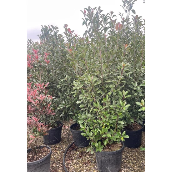 Örökzöld korallberkenye  PHOTINIA FRASERI RED ROBIN 170/+ K45