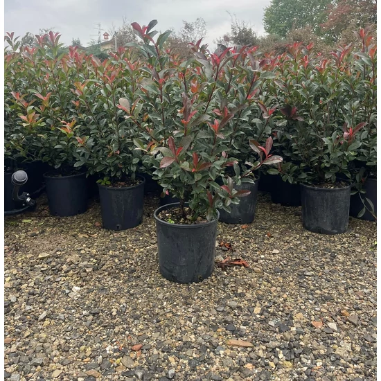 Örökzöld korallberkenye  PHOTINIA FRASERI COMPACTA 60/80 K9