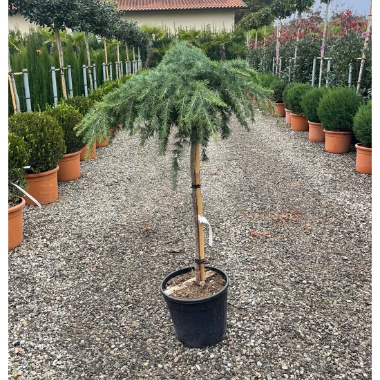 Kék terülő himalájai cédrus CEDRUS DEODARA FEELIN BLUE T80 K15