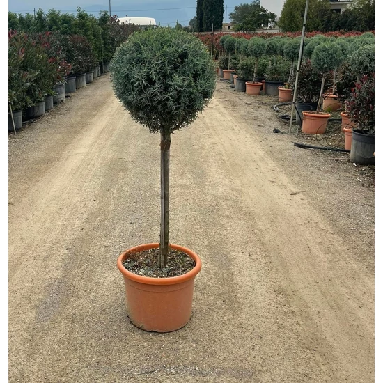 Oszlopos, kék arizoniai ciprus CUPRESSUS ARIZONICA FASTIGIATA T50 K15