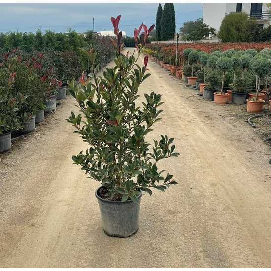 Örökzöld korallberkenye   PHOTINIA FRASERI PINK MARBLE 80/100 K18