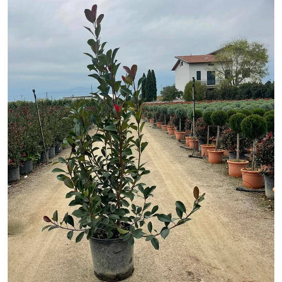 Örökzöld korallberkenye  PHOTINIA FRASERI RED ROBIN 100/125 K18