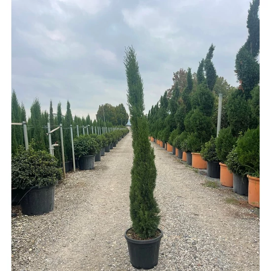 Európai ciprus   CUPRESSUS SEMPERVIRENS TOTEM 150/170 K20