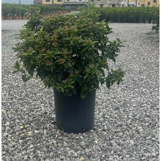 Téli bangita   VIBURNUM TINUS 60/80 K9