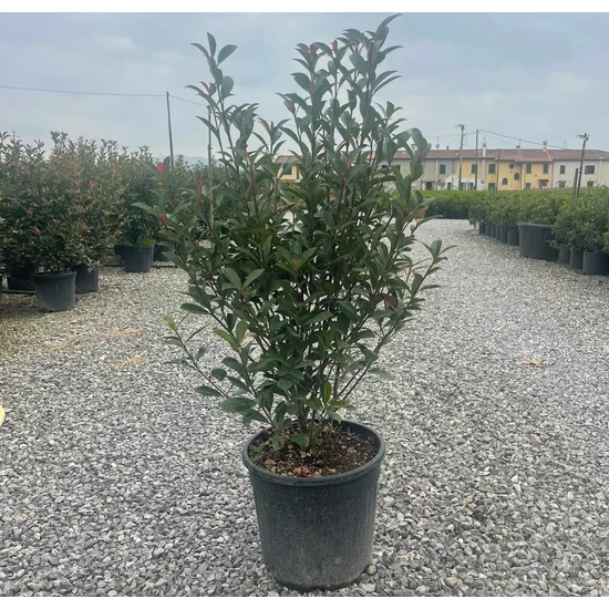 Örökzöld korallberkenye  PHOTINIA FRASERI COMPACTA 80/100 K18
