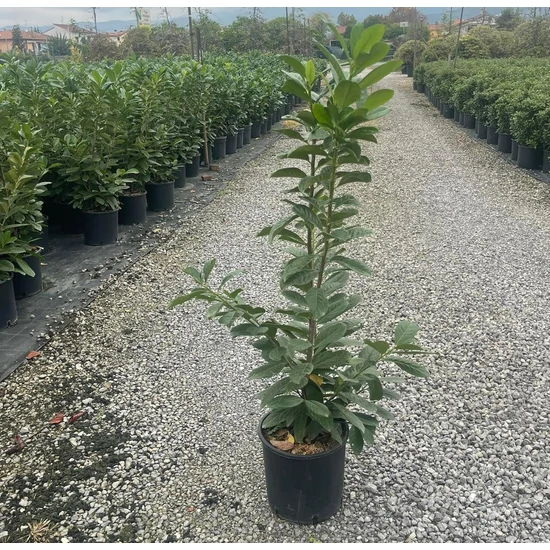  Babérmeggy   PRUNUS LAUROCERASUS NOVITA 80/100 K9