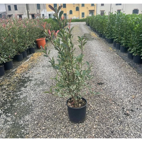 Örökzöld korallberkenye   PHOTINIA FRASERI PINK MARBLE 80/100 K9
