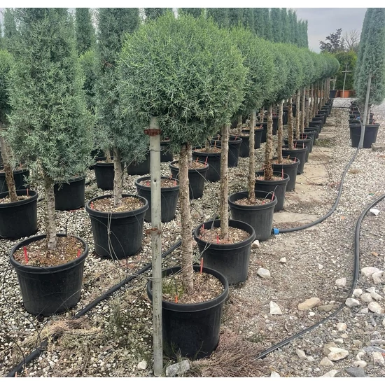 Oszlopos, kék arizoniai ciprus CUPRESSUS ARIZONICA FASTIGIATA T80 K30