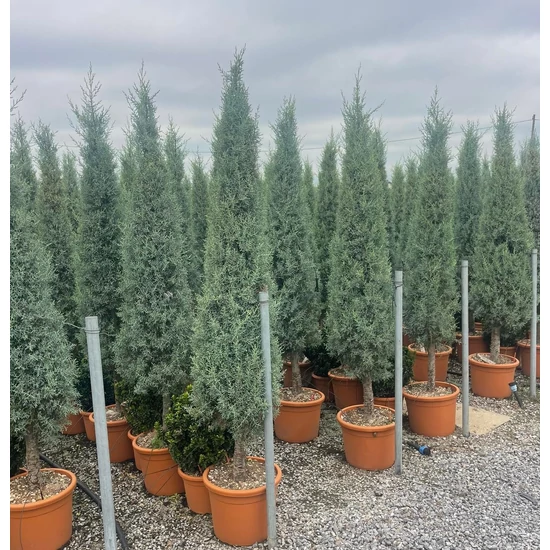 Oszlopos, kék arizoniai ciprus CUPRESSUS ARIZONICA FASTIGIATA T1/4 KÚP 170/200 K25