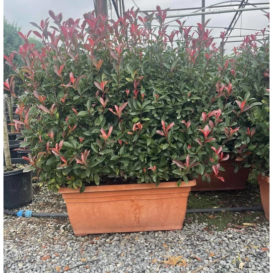 Örökzöld korallberkenye   PHOTINIA FRASERI COMPACTA 70/80 BALKONLÁDÁBAN