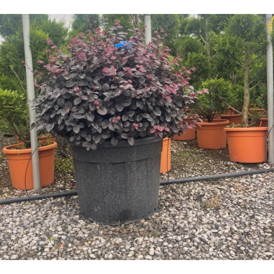 Kínai rojtosvirág   LOROPETALUM CHINENSE BLACK PEARL GÖMB 70/80 K70