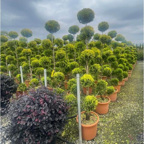 Arany lombú leyland ciprus CUPRESSOCYPARIS LEYLANDII GOLD RIDER POM-PON 175/200 K25