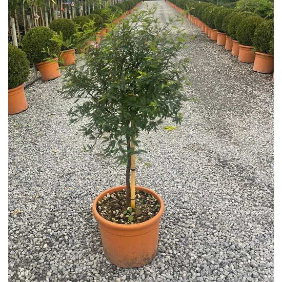 Balkon selyemakác CALLIANDRA SURINAMENSIS DIXIE PINK T80 K25