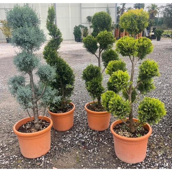 Oszlopos, kék arizoniai ciprus CUPRESSUS ARIZONICA FASTIGIATA POM-PON 100/120 K22