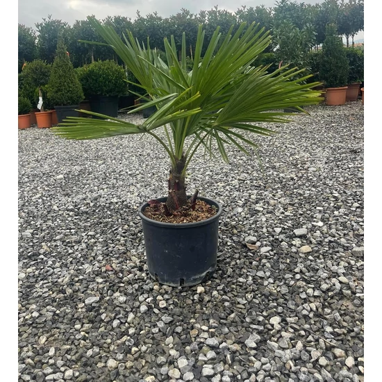 Kínai kenderpálma  CHAMAEROPS EXCELSA K7,5