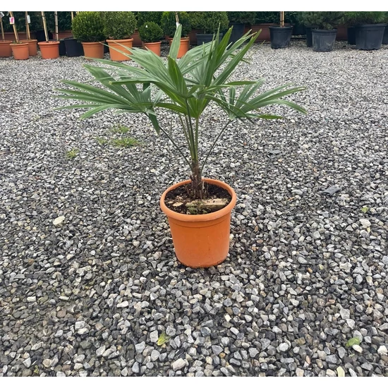 Kínai kenderpálma  CHAMAEROPS EXCELSA K15