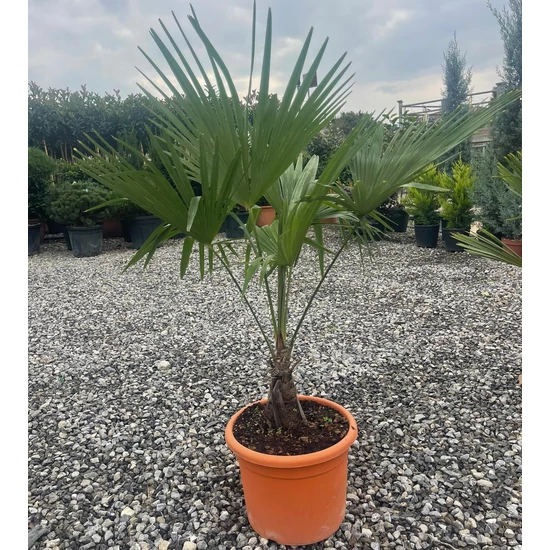 Kínai kenderpálma  CHAMAEROPS EXCELSA K18