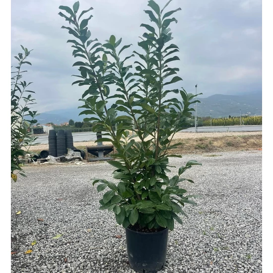 Babérmeggy PRUNUS LAUROCERASUS NOVITA 120/140 K18