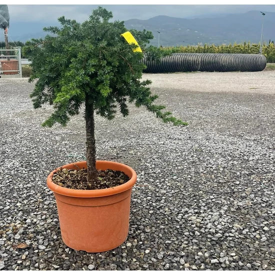 Fövenyboróka    JUNIPERUS CONFERTA BLUE PACIFIC T50 K15